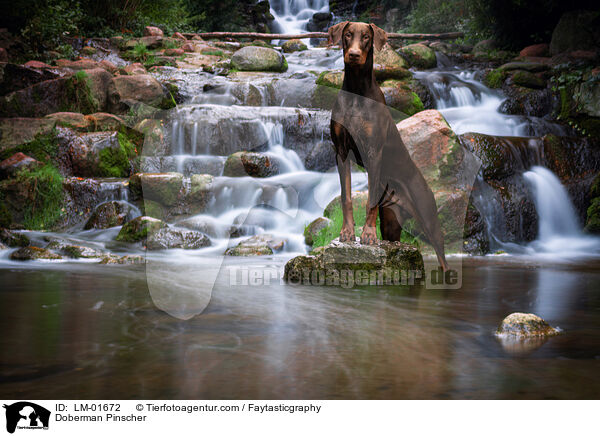 Dobermann / Doberman Pinscher / LM-01672