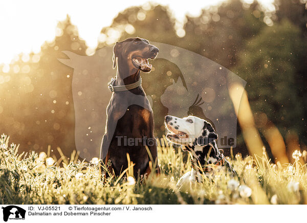 Dalmatiner und Dobermann / Dalmatian and Doberman Pinscher / VJ-05521