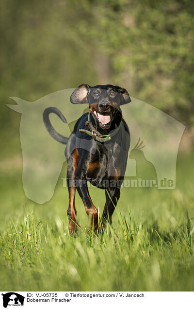 Dobermann / Doberman Pinscher / VJ-05735