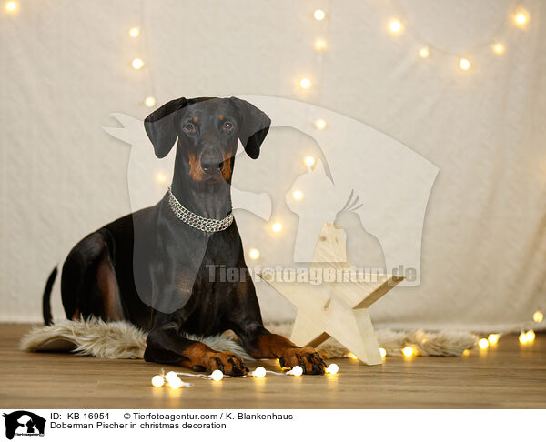 Dobermann in Weihnachtsdeko / Doberman Pischer in christmas decoration / KB-16954