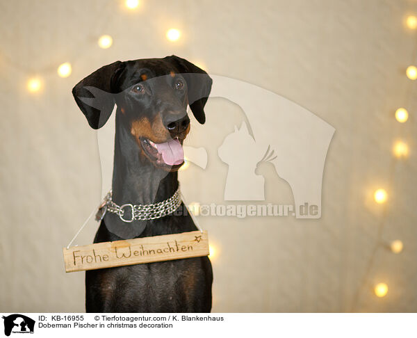 Dobermann in Weihnachtsdeko / Doberman Pischer in christmas decoration / KB-16955