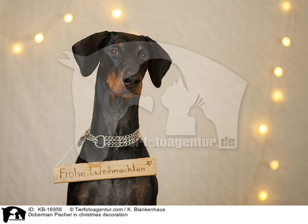 Dobermann in Weihnachtsdeko / Doberman Pischer in christmas decoration / KB-16956