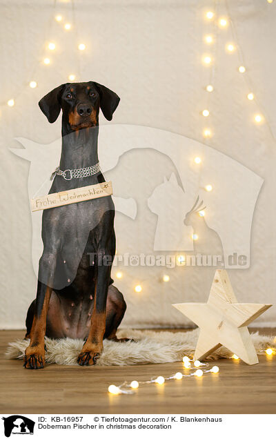 Dobermann in Weihnachtsdeko / Doberman Pischer in christmas decoration / KB-16957