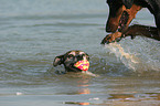 swimming Jack Russell Terrier