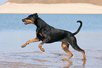 running Doberman Pinscher