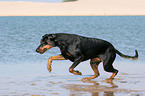 running Doberman Pinscher