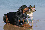 Dobermann and Jack Russell Terrier