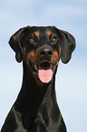 Doberman Pinscher Portrait