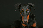 Doberman Pinscher Portrait