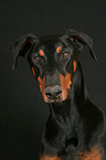 Doberman Pinscher Portrait