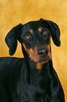 Doberman Pinscher Portrait