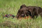 young Doberman Pinscher