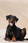 Doberman Pinscher