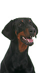 Doberman Pinscher