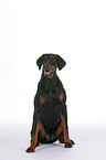 Doberman Pinscher