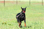 running Doberman Pinscher