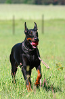 running Doberman Pinscher