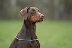 Doberman Pinscher Portrait