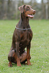 sitting Doberman Pinscher