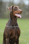 Doberman Pinscher Portrait