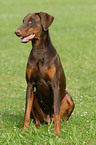 sitting Doberman Pinscher