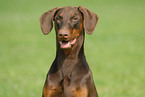 Doberman Pinscher Portrait