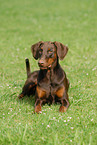 lying Doberman Pinscher