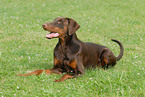 lying Doberman Pinscher