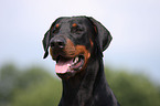 Doberman Portrait