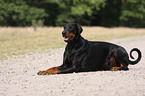 lying Doberman