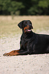 lying Doberman