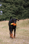 running Doberman Pinscher