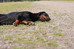 lying Doberman