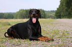 lying Doberman