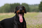 Doberman Portrait