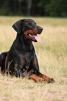 lying Doberman