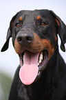 Doberman Portrait