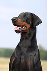 Doberman Portrait