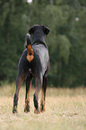 standing Doberman Pinscher