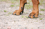 Doberman Pinscher paw