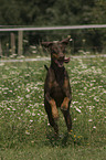 running Dobermann Pinscher