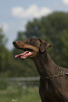 Dobermann Pinscher Portrait