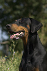 Dobermann Pinscher Portrait