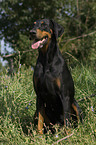 Dobermann Pinscher