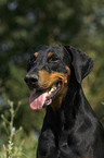 Dobermann Pinscher Portrait