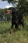 Dobermann Pinscher