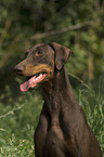 Dobermann Pinscher Portrait