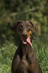 Dobermann Pinscher Portrait