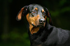 Doberman Pinscher Portrait