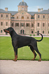 Doberman Pinscher